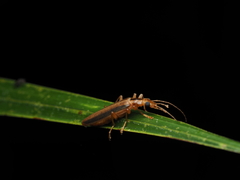 Thelyphassa lineata