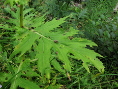Cirsium alsophilum