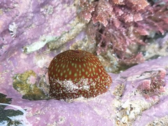 Actinia fragacea