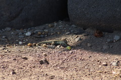 Aspidoscelis communis