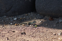 Aspidoscelis communis