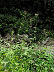 Cirsium alsophilum