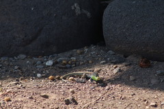 Aspidoscelis communis