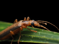 Thelyphassa lineata