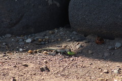 Aspidoscelis communis