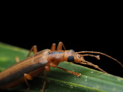 Thelyphassa lineata
