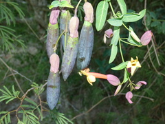 Dolichandra cynanchoides