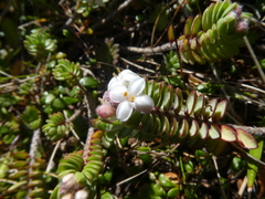 Pimelea carnosa