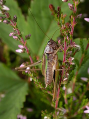 Metrioptera brachyptera