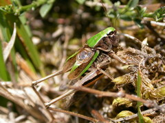 Metrioptera brachyptera