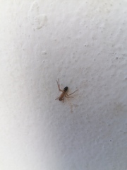 Camponotus conspicuus