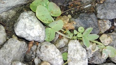 Trifolium badium