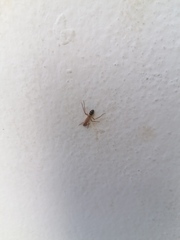 Camponotus conspicuus