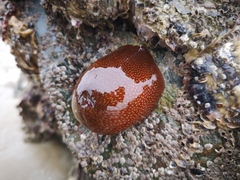 Actinia fragacea