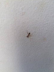 Camponotus conspicuus