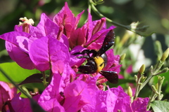 Xylocopa pubescens