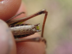 Metrioptera brachyptera