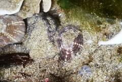 Aulactinia verrucosa