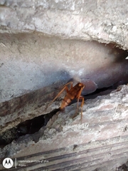 Tachypompilus mendozae