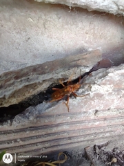 Tachypompilus mendozae