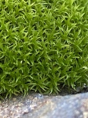 Ceratodon