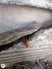 Tachypompilus mendozae