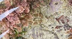 Aulactinia verrucosa