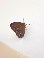 Yphthimoides maepius