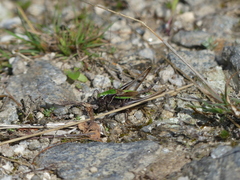 Metrioptera brachyptera