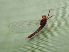 Leptophlebiidae