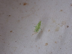 Malacocoris chlorizans