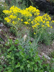Isatis tinctoria