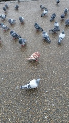 Columba livia domestica