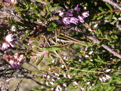 Metrioptera brachyptera
