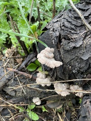 Schizophyllum commune