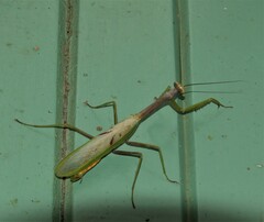 Stagmatoptera supplicaria