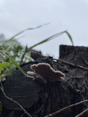 Schizophyllum commune