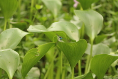 Micrathyria schumanni