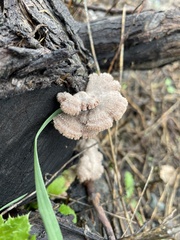 Schizophyllum commune