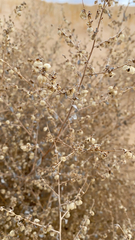 Dicoria canescens