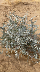 Astragalus lentiginosus borreganus