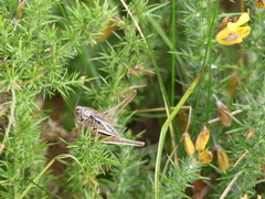 Metrioptera brachyptera