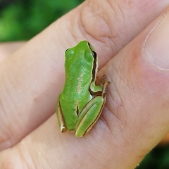 Hyla walkeri