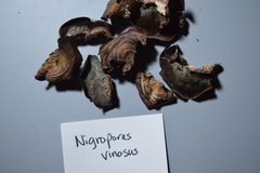 Nigroporus vinosus