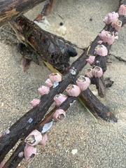 Notomegabalanus decorus