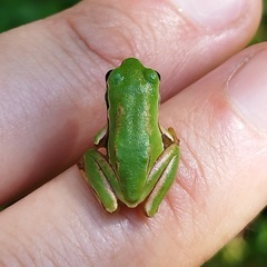 Hyla walkeri