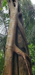 Ficus dendrocida