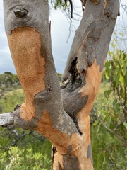 Eucalyptus bancroftii