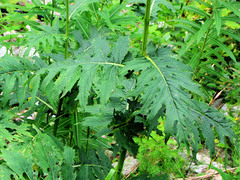 Cirsium alsophilum