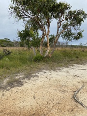 Eucalyptus bancroftii